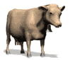 11-cow.gif
