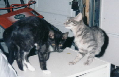 1cats.jpg