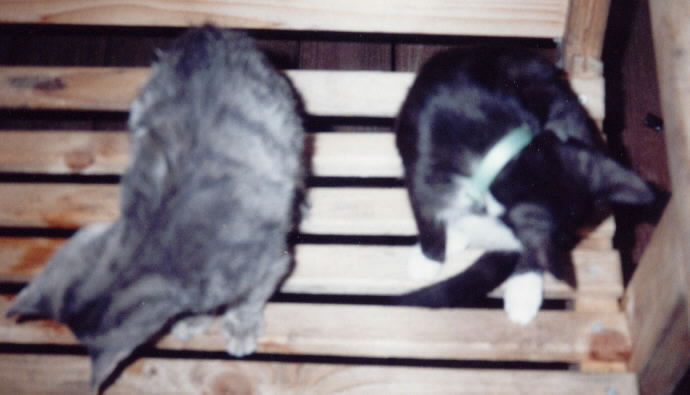 1cats2.jpg