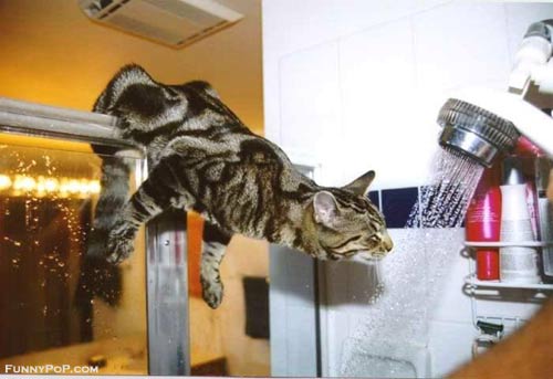 animal4.jpg