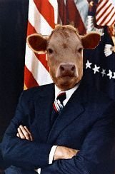 cow2.jpg
